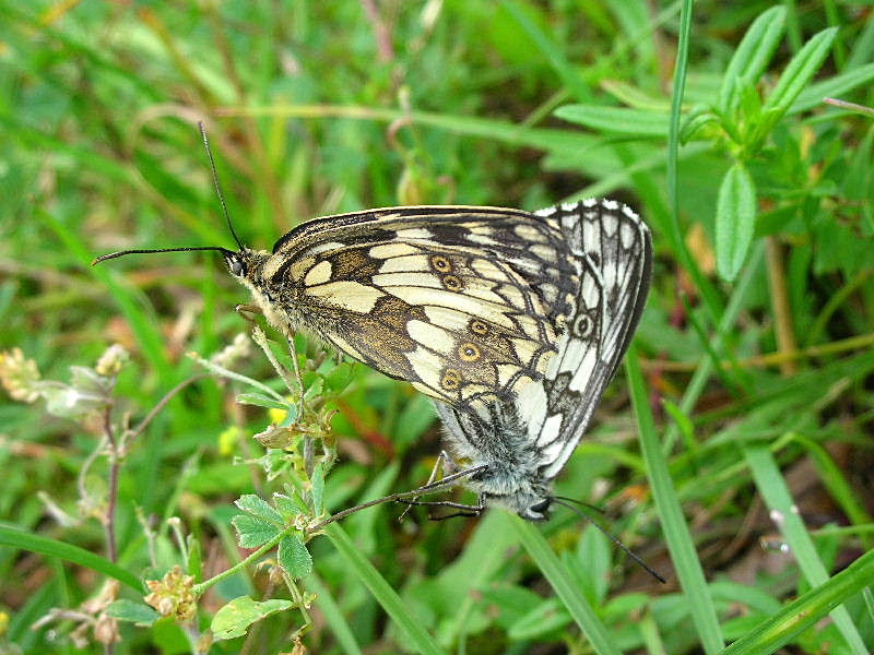 Melanargia galathea